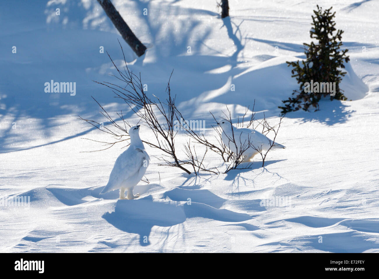 Two Ptarmigan (Lagopus mutus) feeding on a small bush at Wapusk national park, Canada. Stock Photo