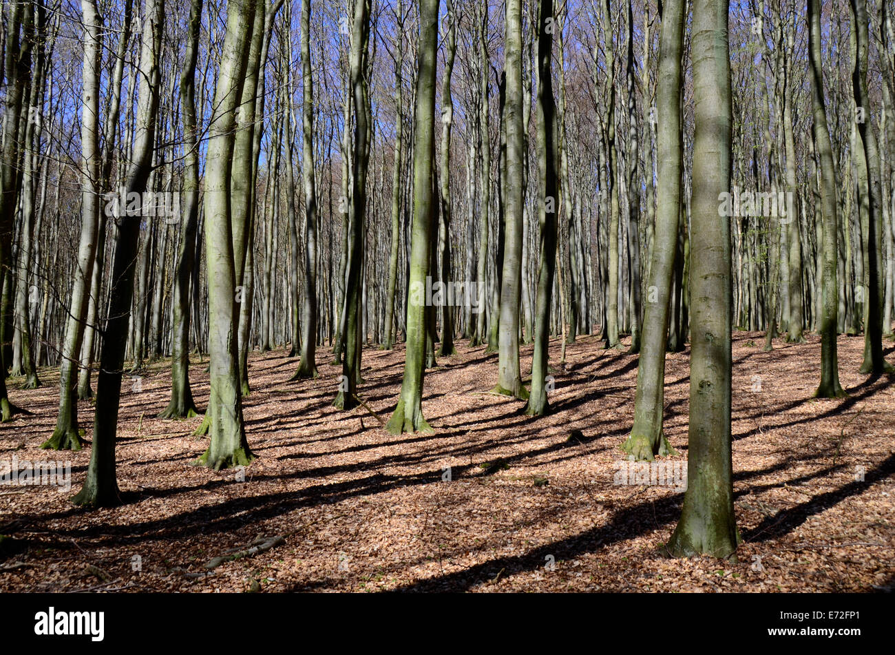 Sunny day in beech forest, early springtime - Germany Mecklenburg-Western Pomerania Isle of Ruegen Baltic Sea Stock Photo