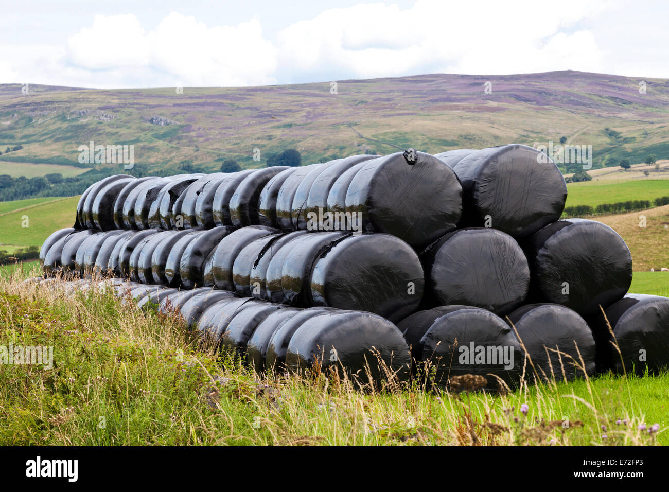 Silage hay bales wrapped in black plastic near Croglin, Cumbria UK