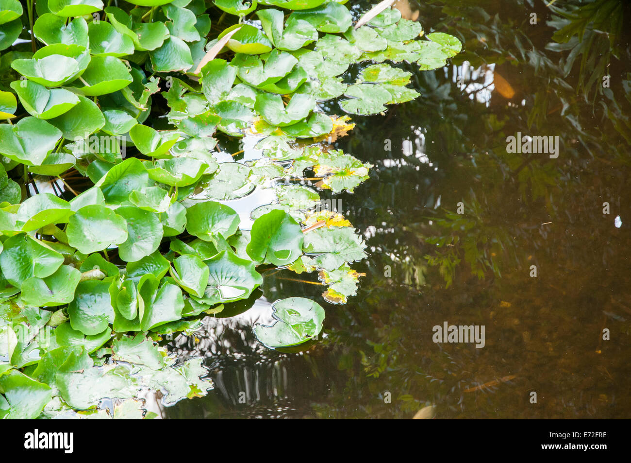 aquatic plants where frogs perch Stock Photo Alamy