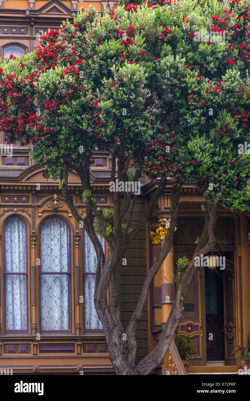 Red flowering gum tree frames Victorian style home near Alamo Square in