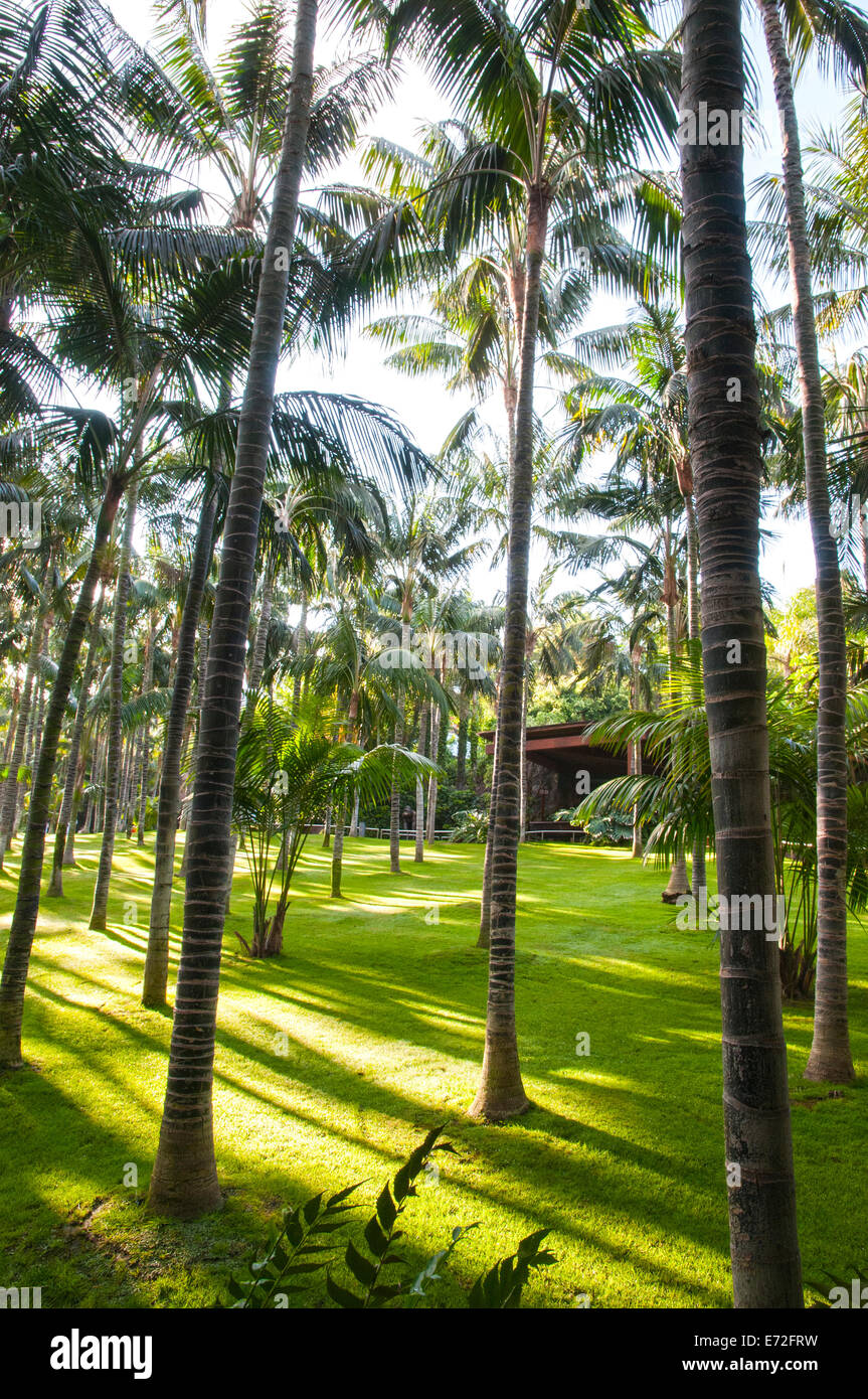 large palm tree in a green garden Stock Photo Alamy