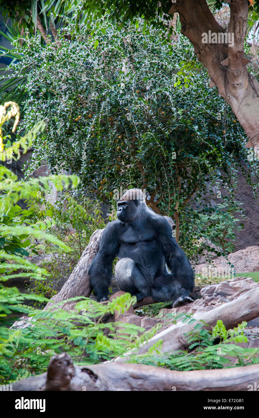 gorilla in the middle of the Amazon jungle Stock Photo Alamy