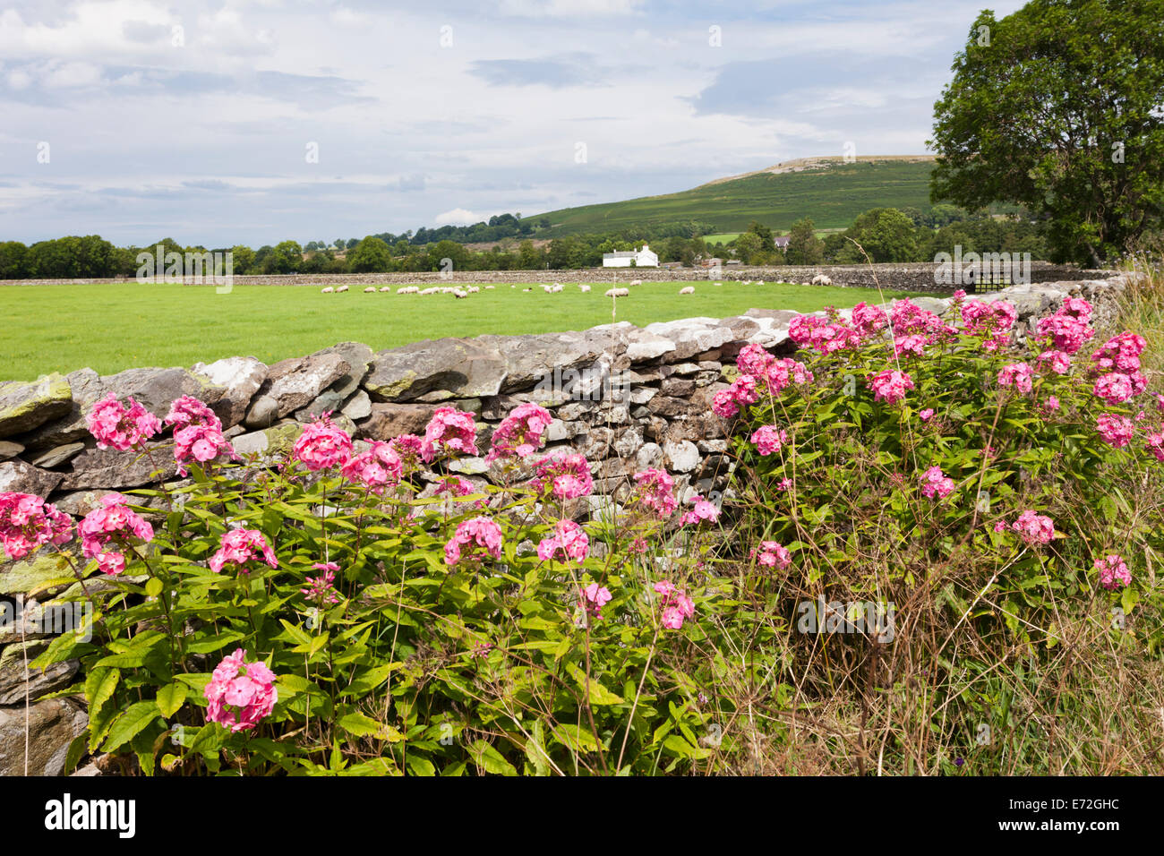 Phlox (flocks) growing beside the lane in the English Lake District village of Bampton Grange, Cumbria UK Stock Photo