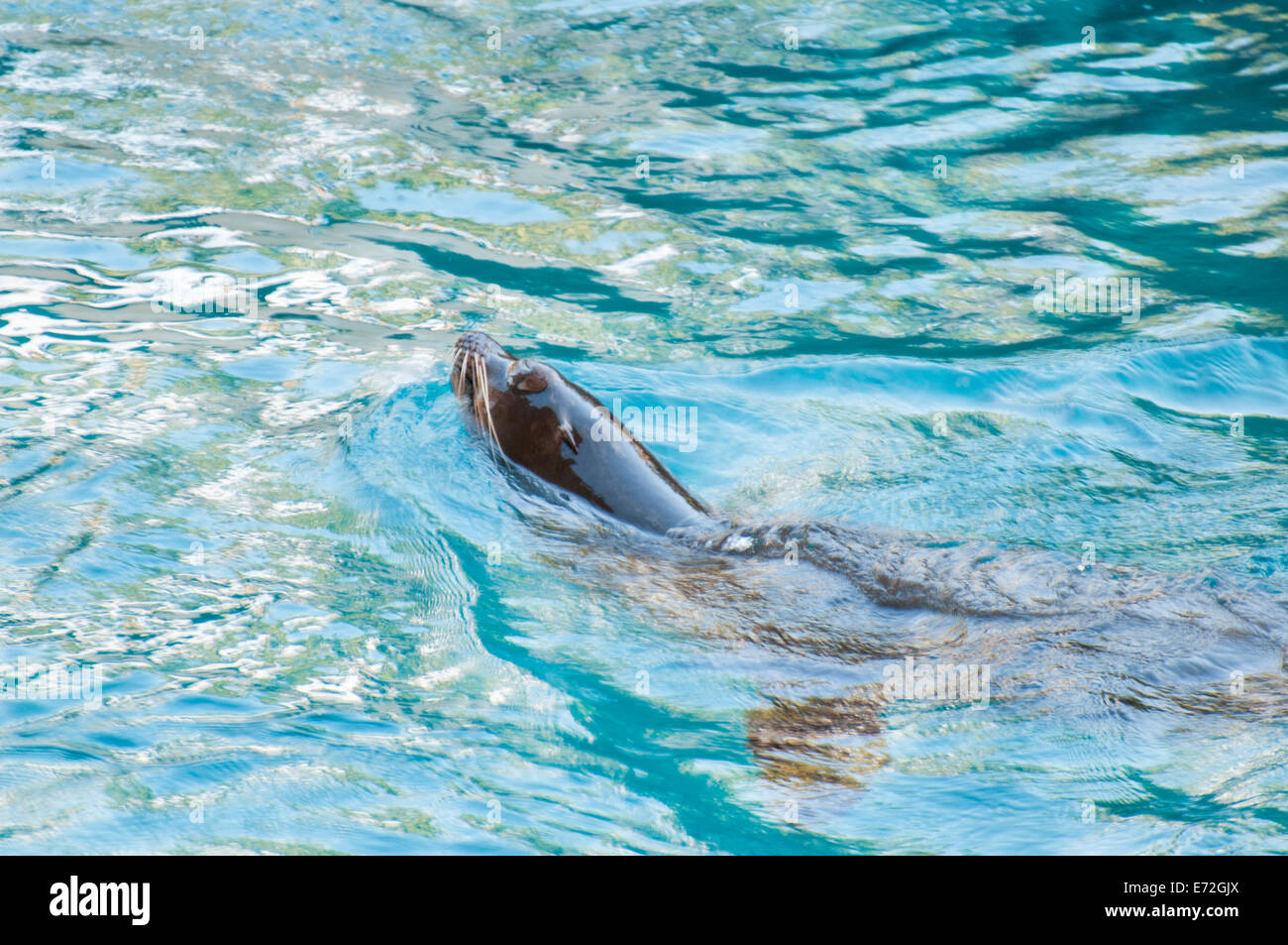 seal saltwater mammal that lives in the ocean Stock Photo Alamy