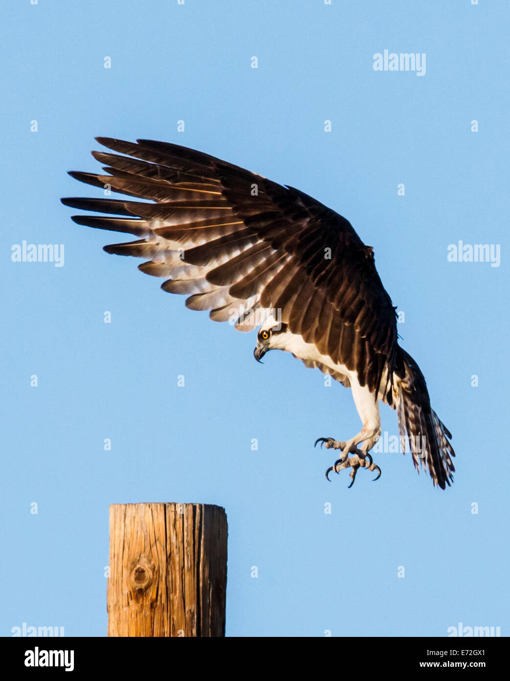 River hawk or fish hawk hi-res stock photography and images - Alamy