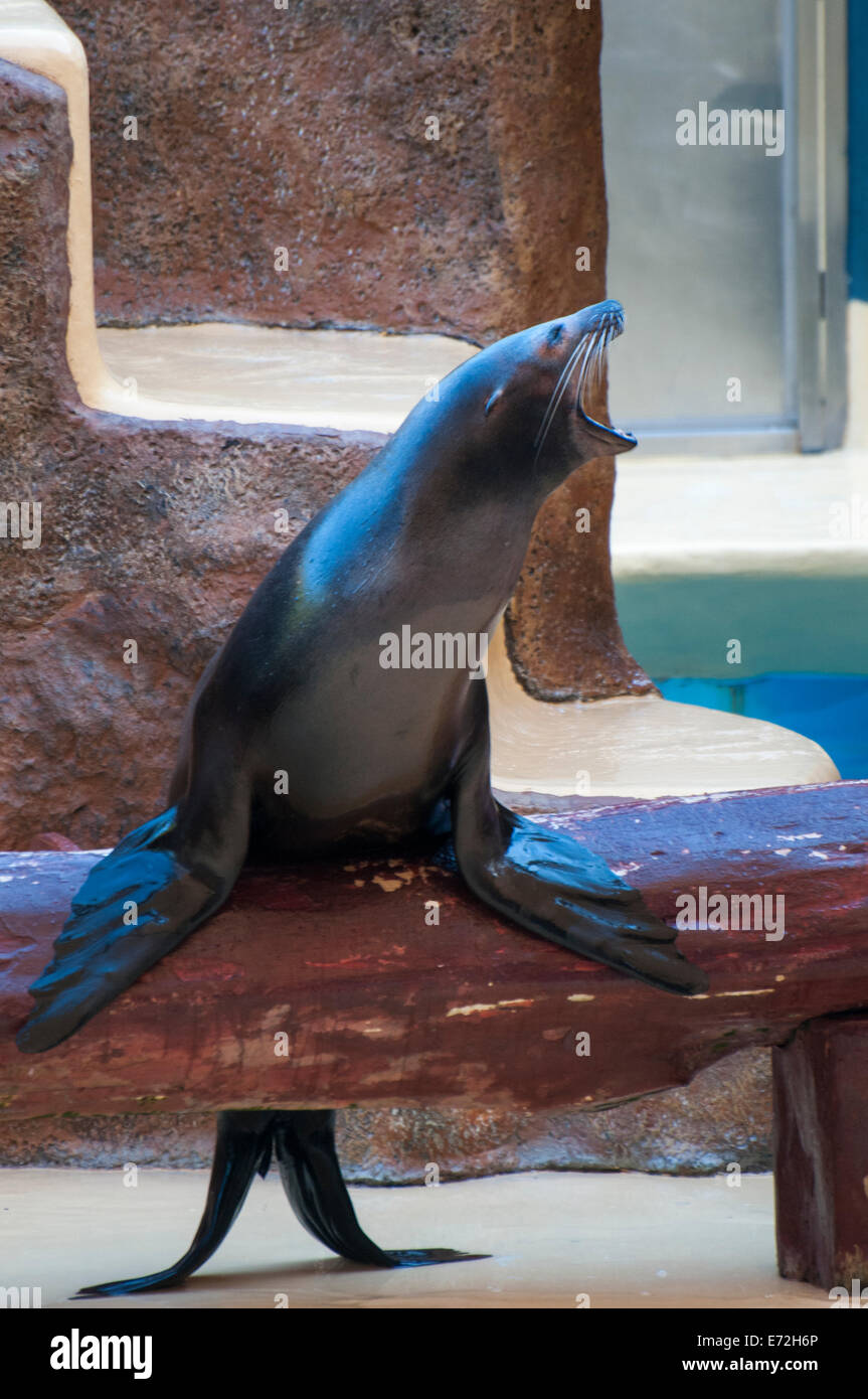 seal saltwater mammal that lives in the ocean Stock Photo Alamy