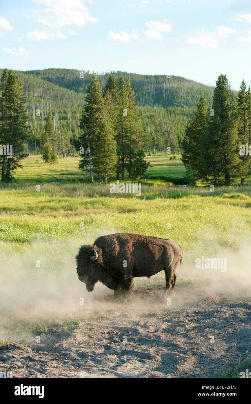 Buffalo having a dust bath in  Yellowstone National Park. Stock Photo