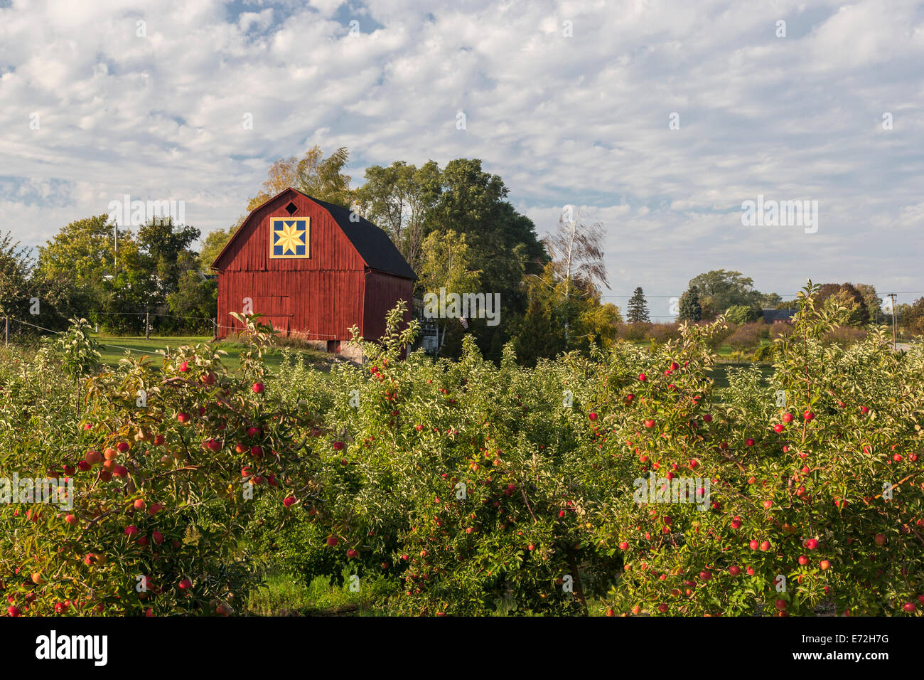 Ripe apples in orchard with quilt barn near Traverse City, Michigan, USA (MR). Stock Photo