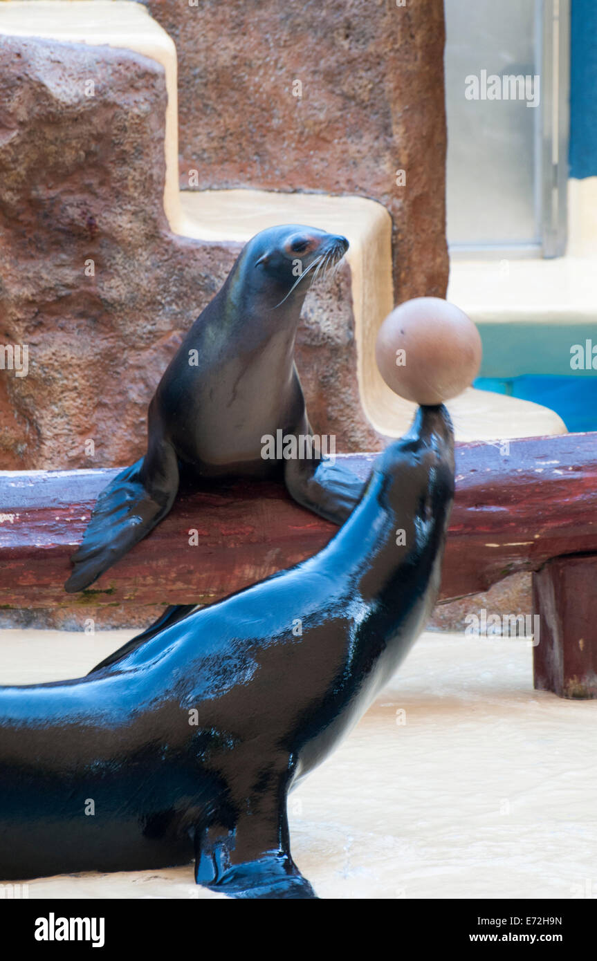 seal saltwater mammal that lives in the ocean Stock Photo Alamy