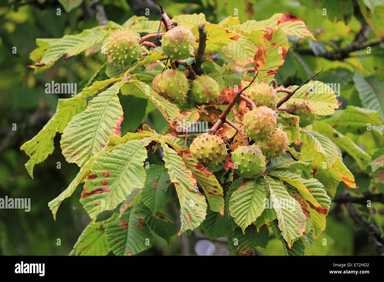 Conker tree trees hi-res stock photography and images - Alamy
