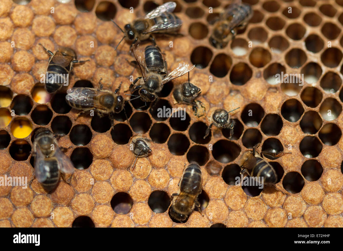 Apis mellifera honey bee taking hires stock photography and images Alamy