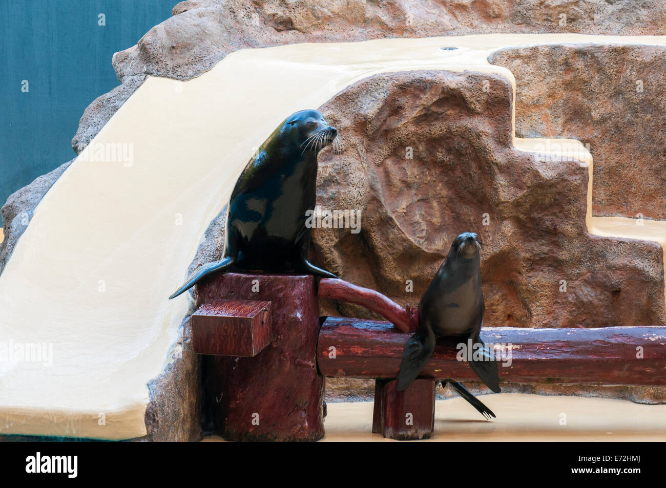 seal saltwater mammal that lives in the ocean Stock Photo Alamy