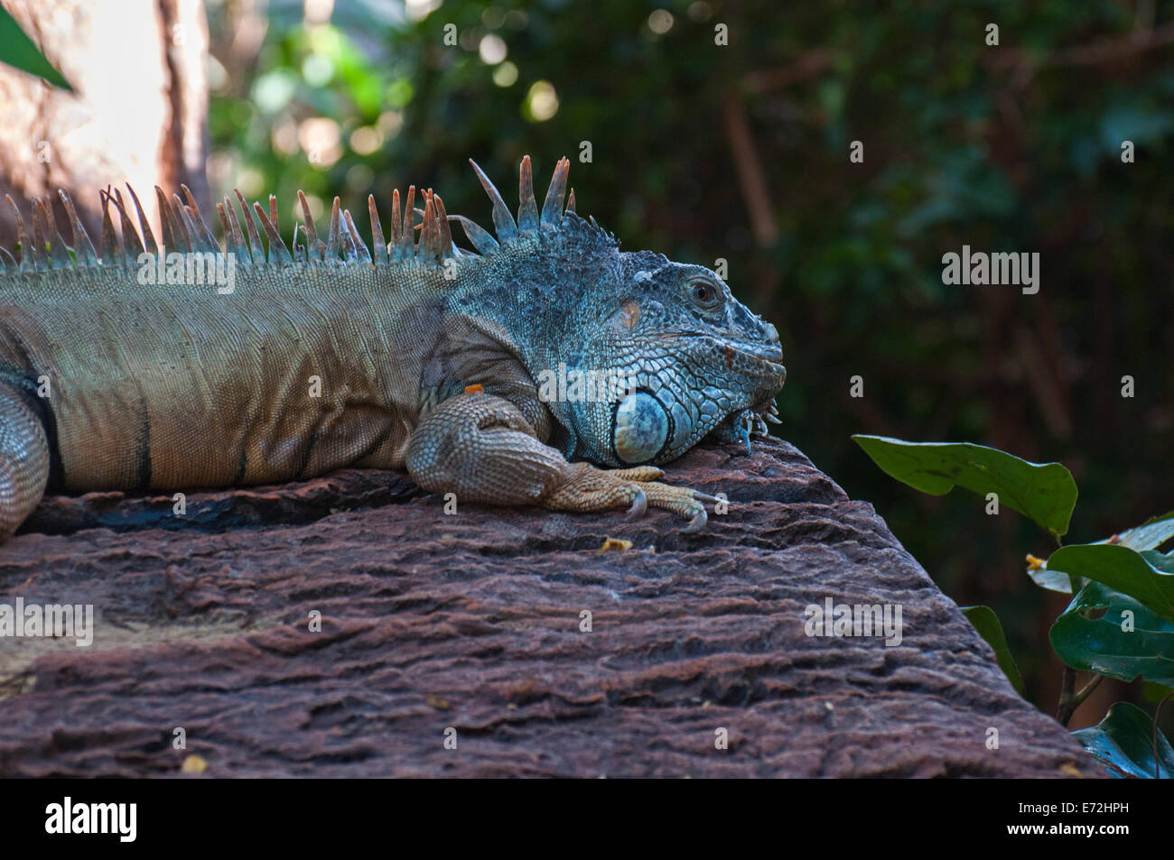 large iguana with spikes all over his body Stock Photo - Alamy