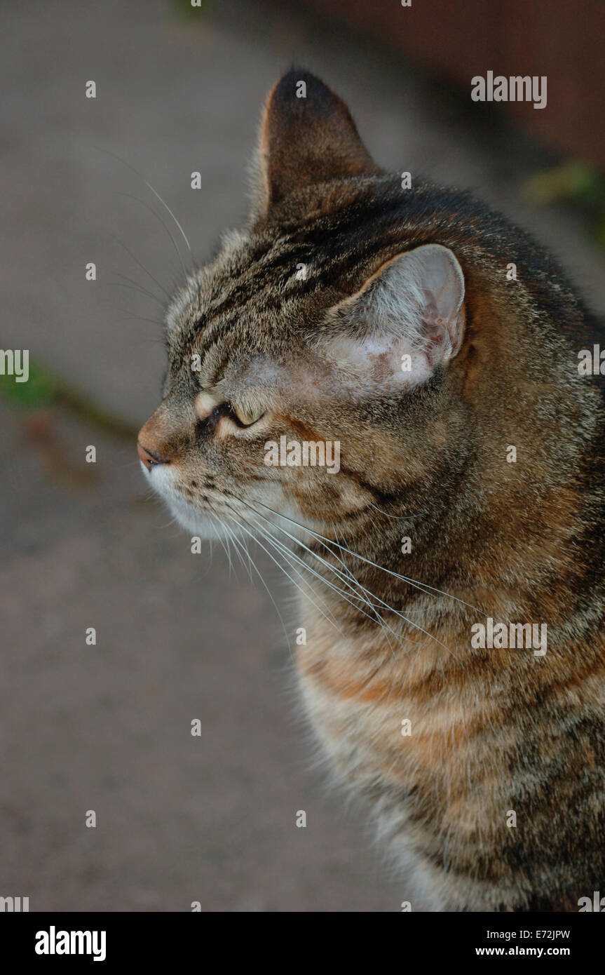 A Female Tabby Cat Stock Photo Alamy