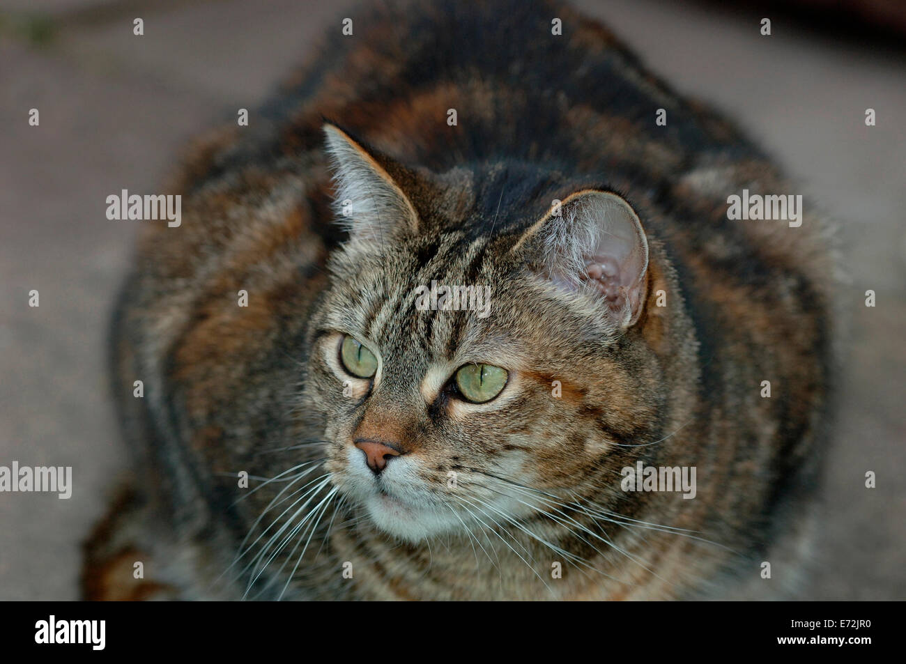 A Female Tabby Cat Stock Photo - Alamy