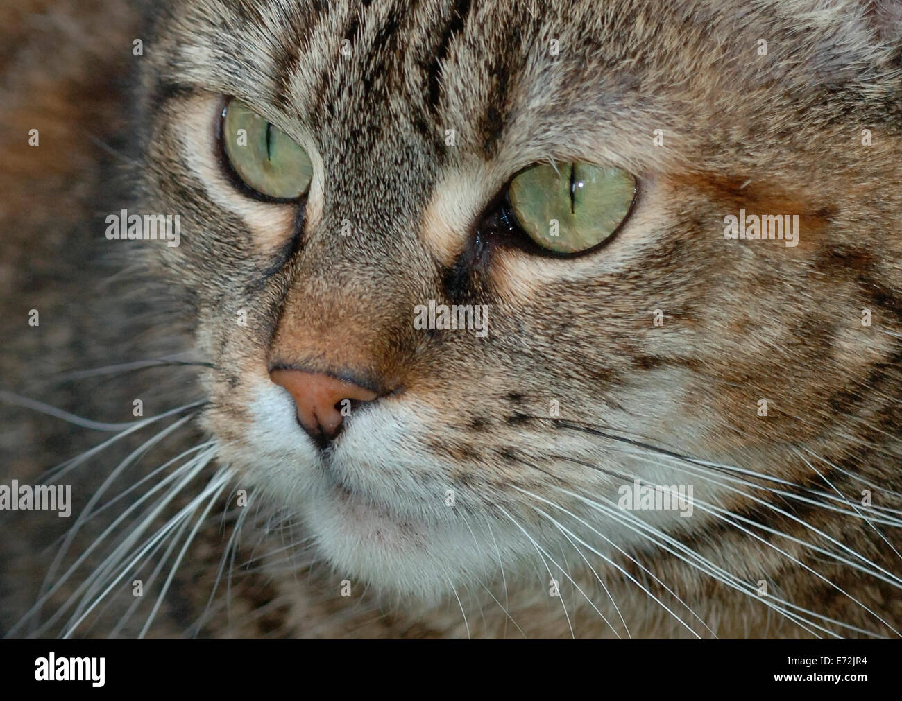 Portrait Of A Female Tabby Cat Stock Photo - Alamy