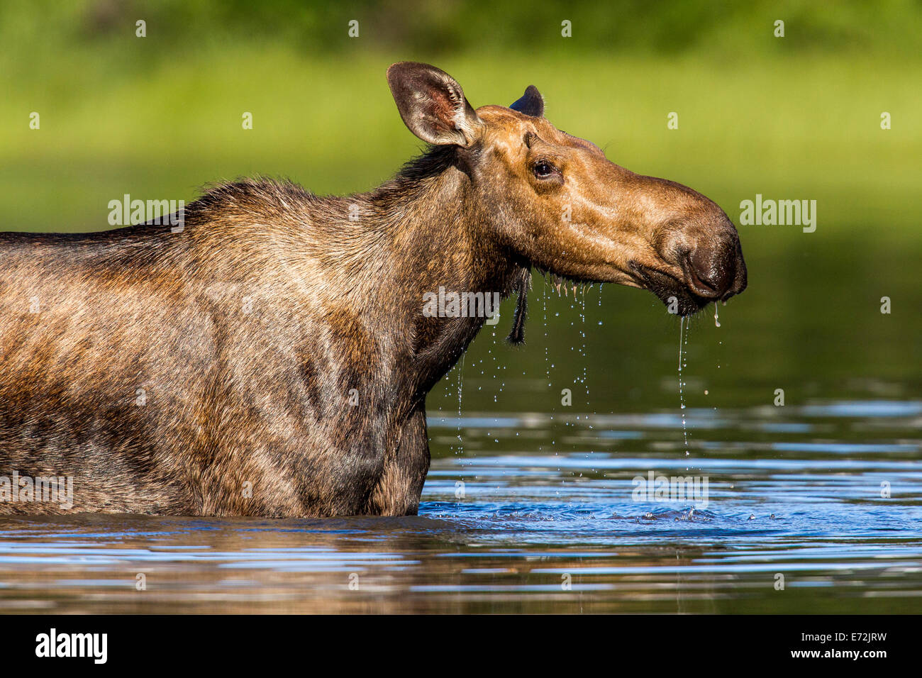 Female moose feeding in small lake in Glacier National Park, Montana