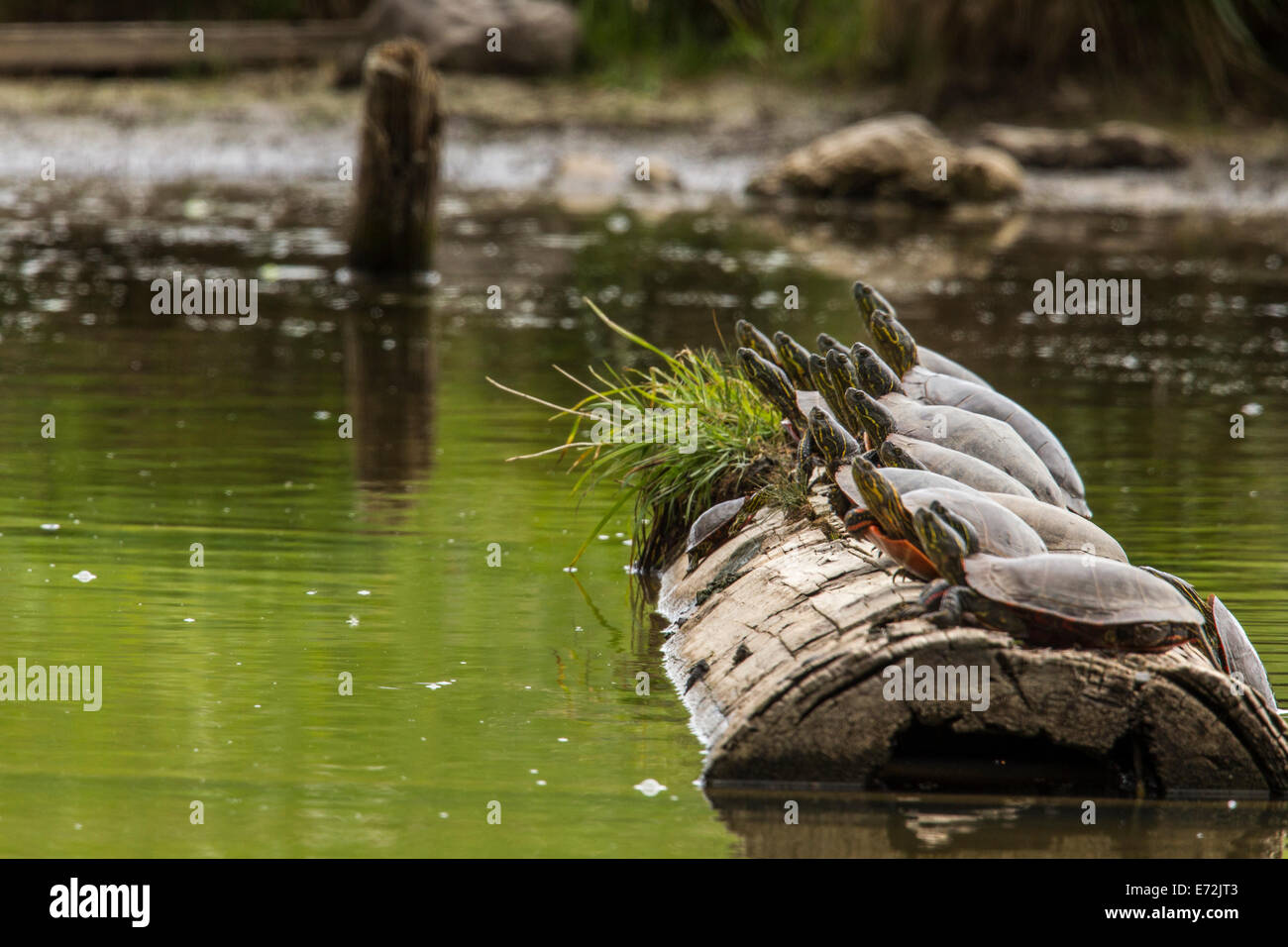 Painted Turtles sunning themselves in a pond at Ninepipe WMA near Ronan, Montana, USA. Stock Photo