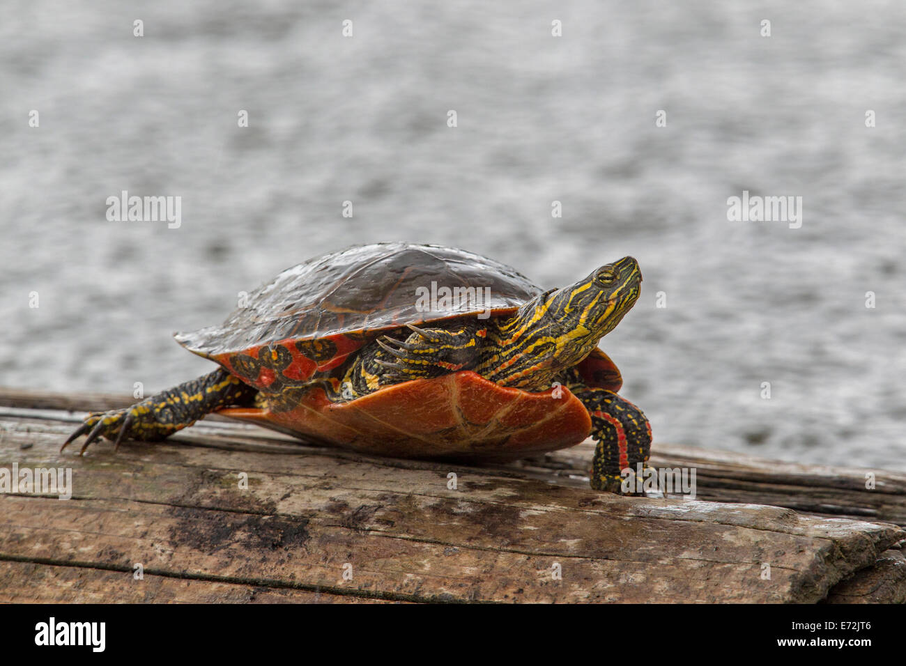 Painted turtle sunning on log hires stock photography and images Alamy
