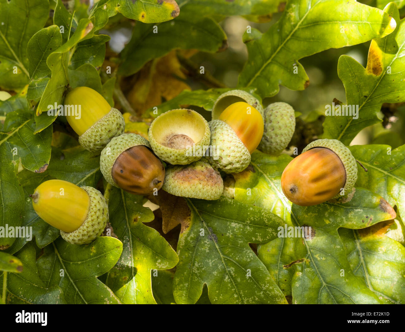 Acorns growing on English Oak tree with surrounding Oak leaves, UK