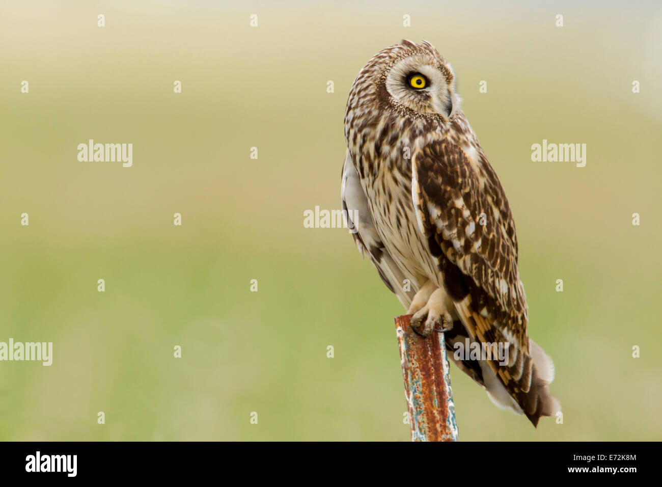 Short eared owl at Ninepipe WMA near Ronan, Montana, USA. Stock Photo