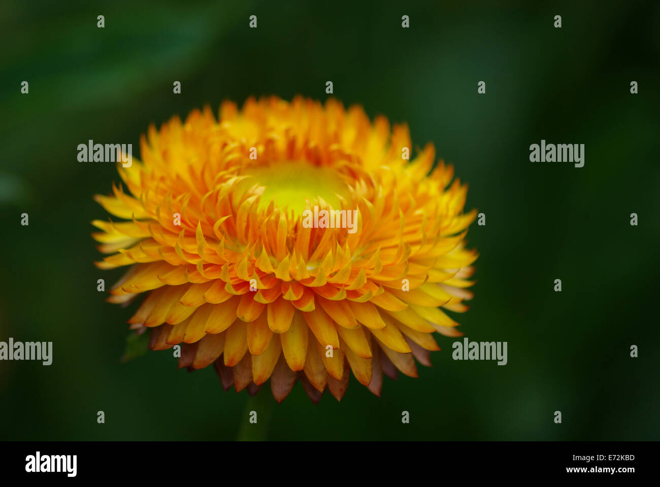 Close up of a  Helichrysum Bracteantha Bracteata flower Stock Photo