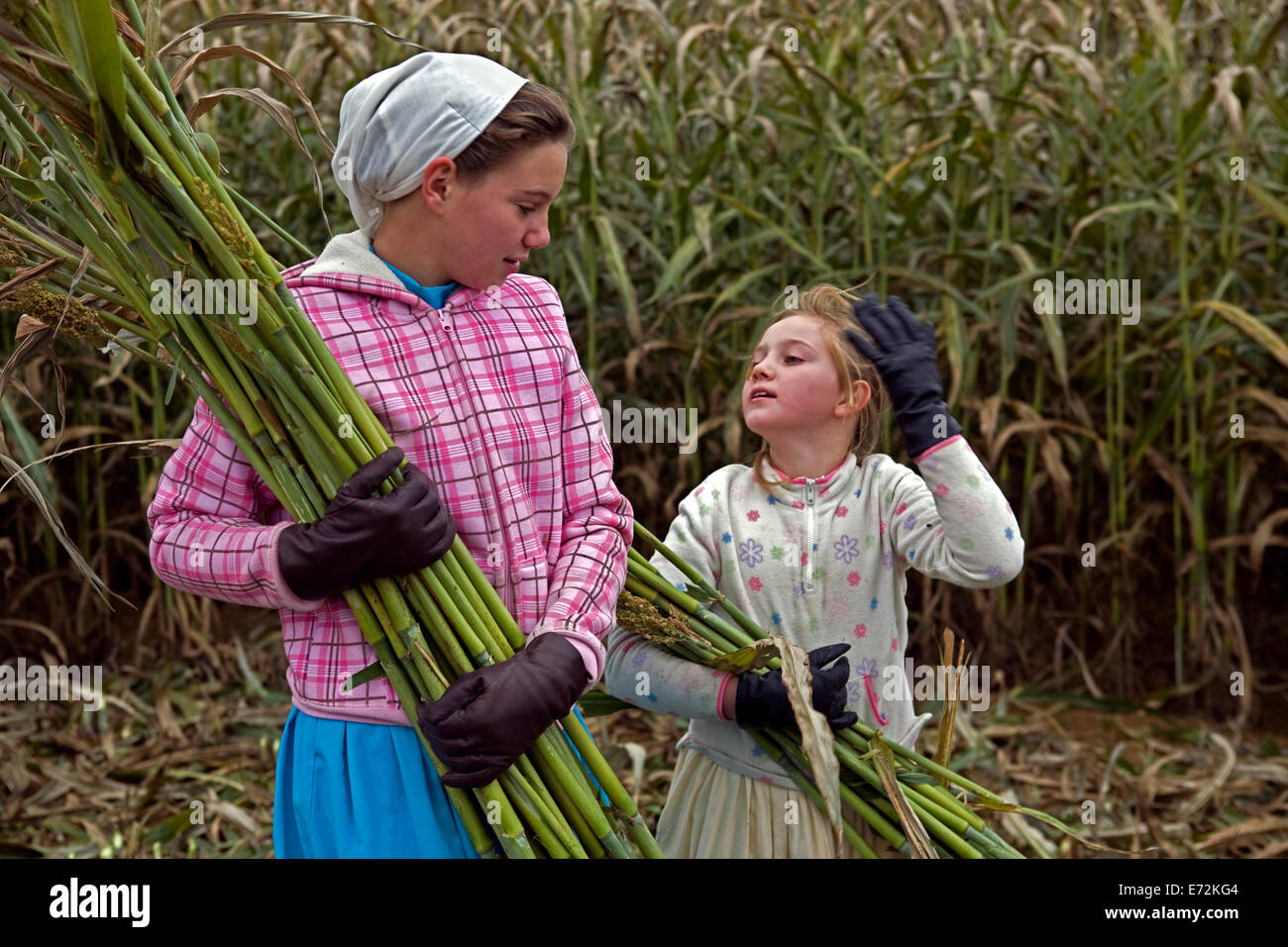 USA - Tennessee - Muddy Pond - Young girls harvesting sorghum in Muddy ...
