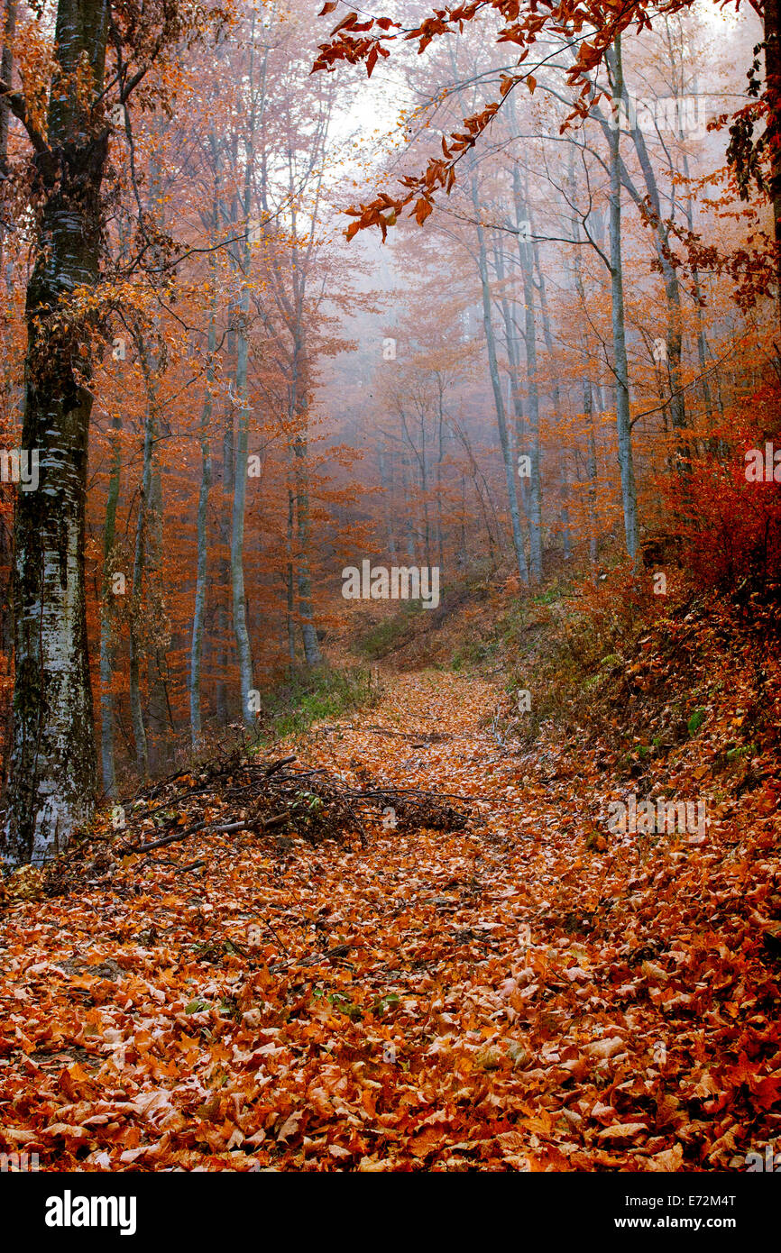 Leaves covered path in the colored autumn forest Stock Photo - Alamy
