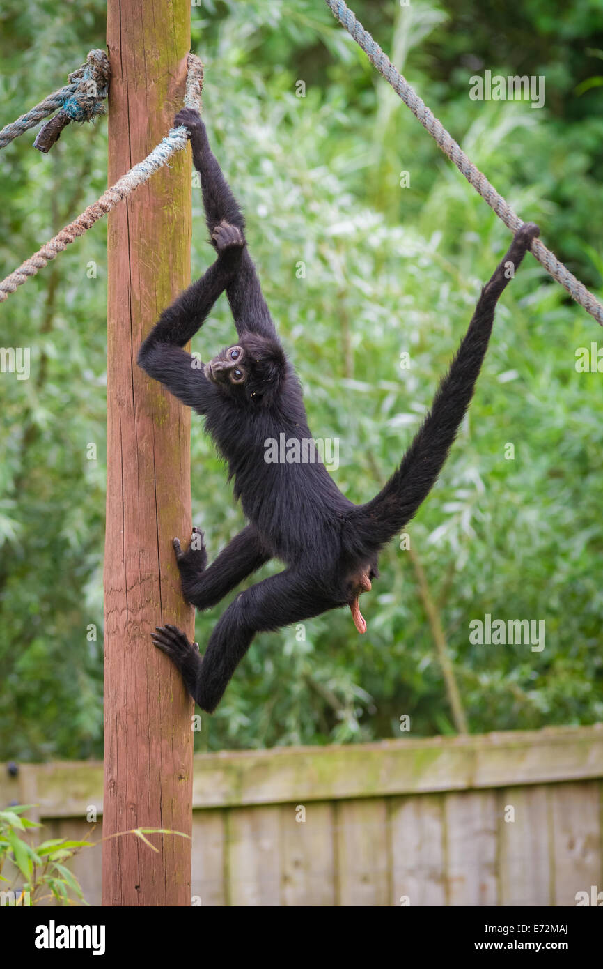 Columbian Spider Monkey Ateles fisciceps robustus Stock Photo