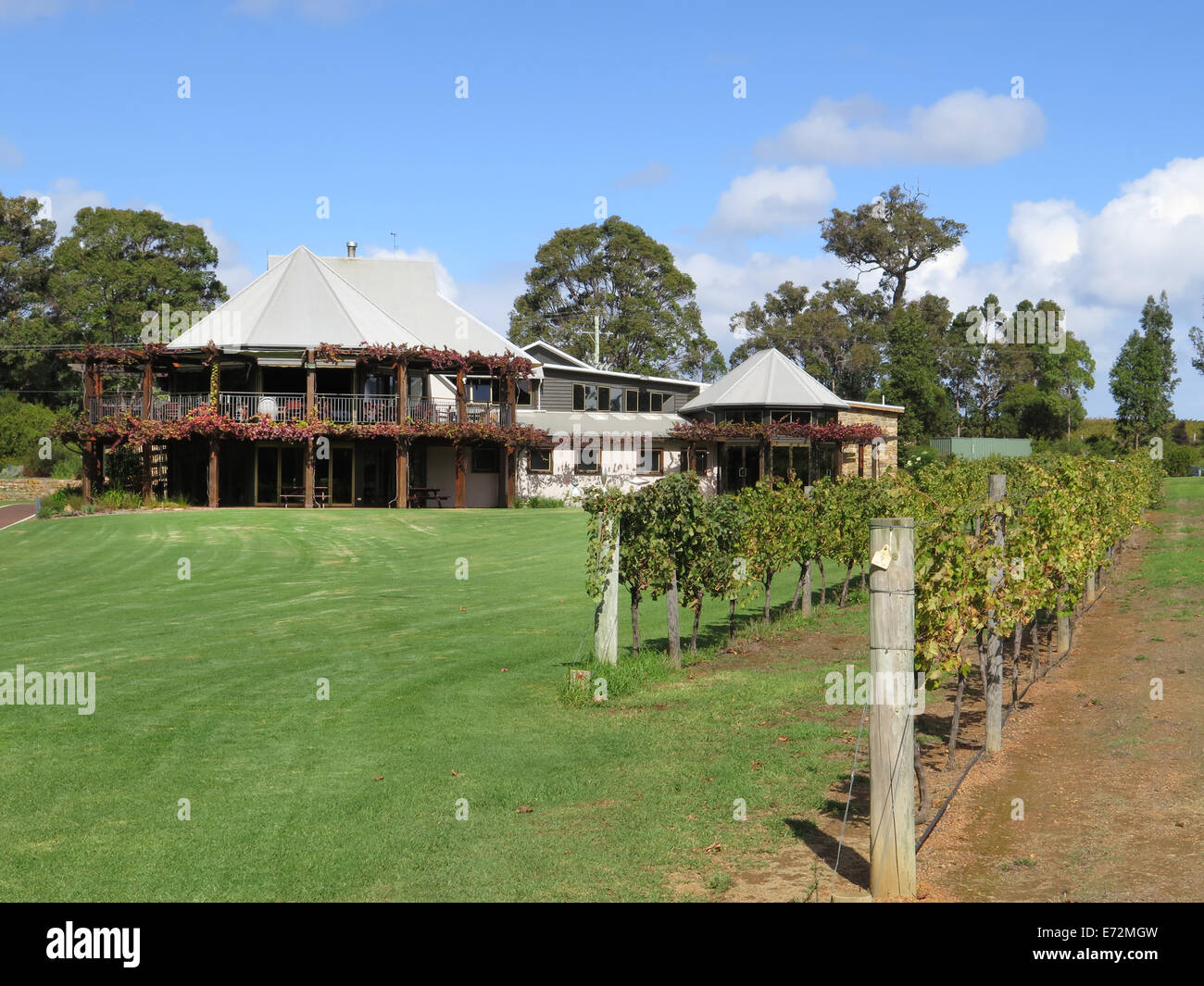 Sauvignon vines at the Vasse Felix winery in the Margaret