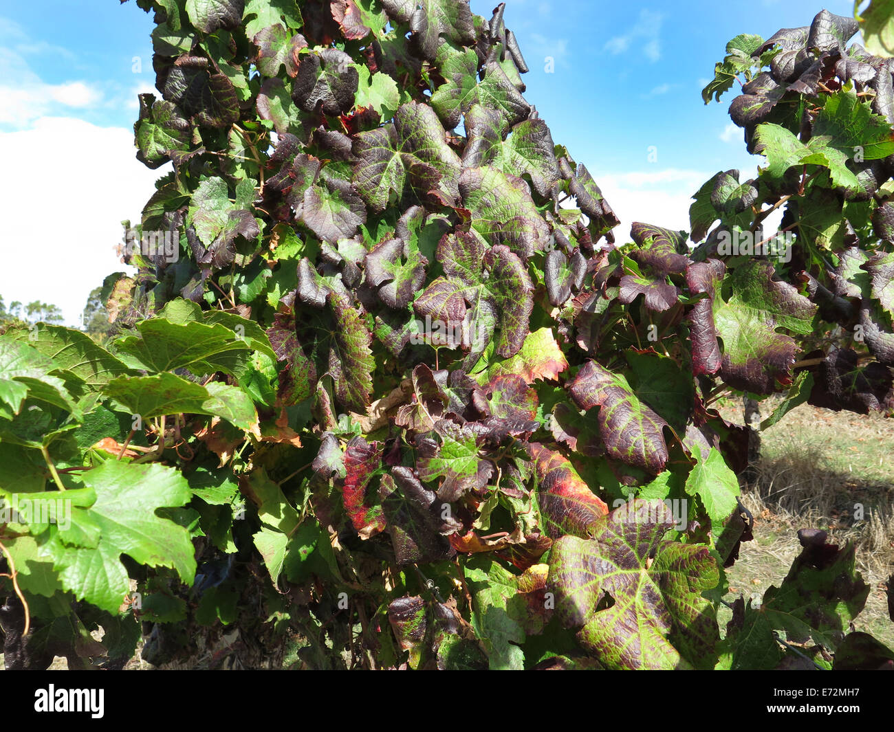 Malbec Grape vines at Vasse Felix winery in the Margaret River area of