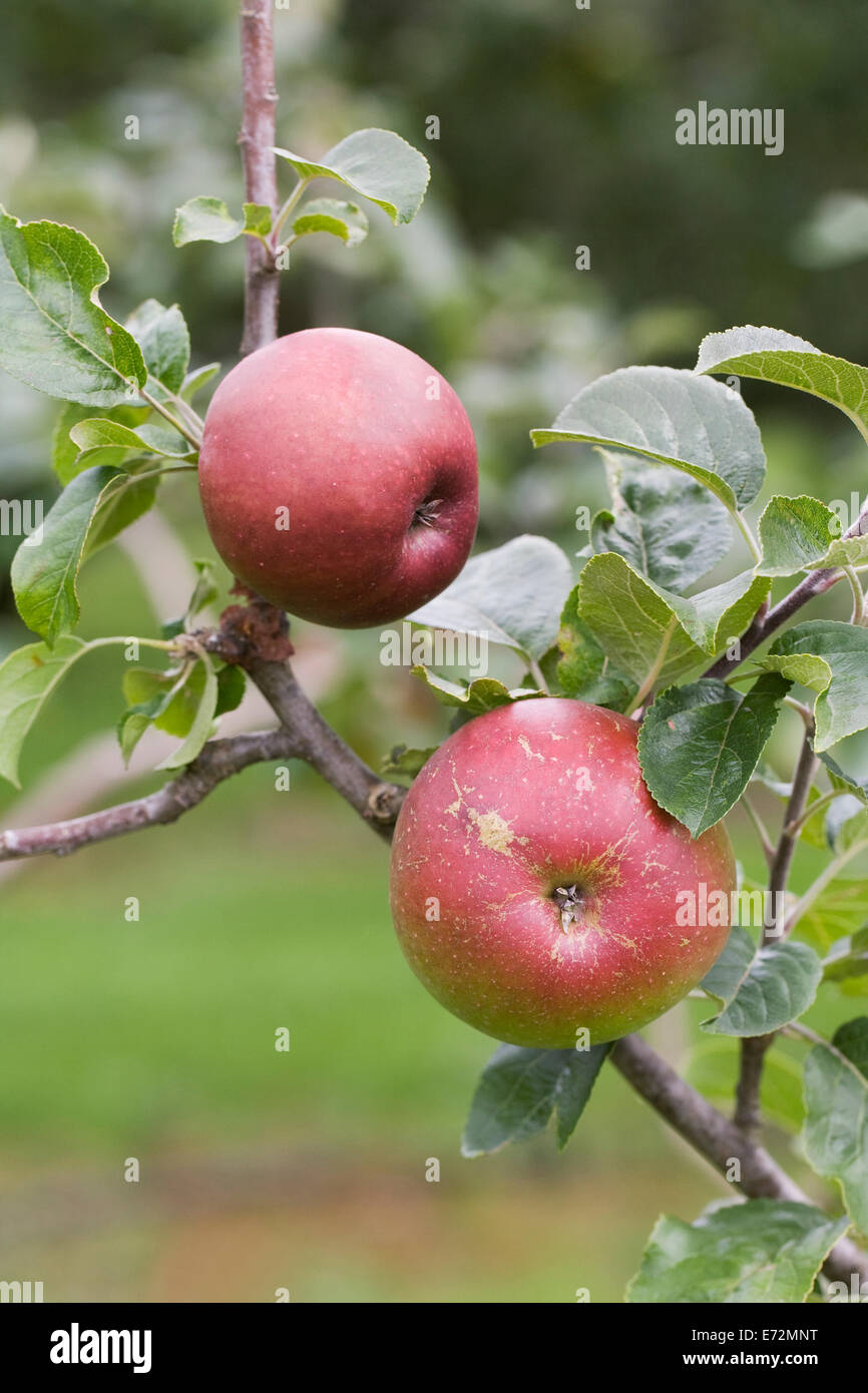 Malus domestica. Apple 'Royal Snow' growing in an English orchard. Stock Photo