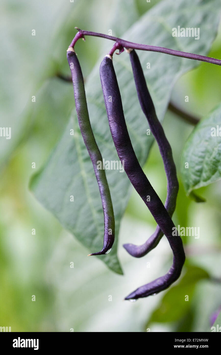 Phaseolus vulgaris. Climbing french bean 'Blauhilde' in the vegetable garden. Stock Photo