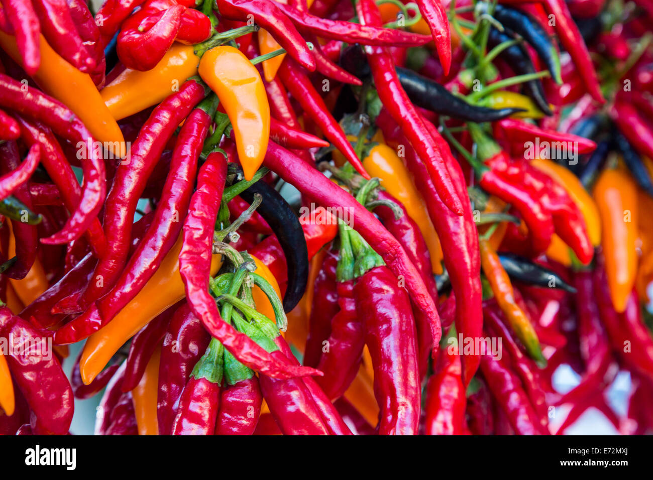 Hot chili peppers at Farmers Market in Madison, Wisconsin, USA Stock ...
