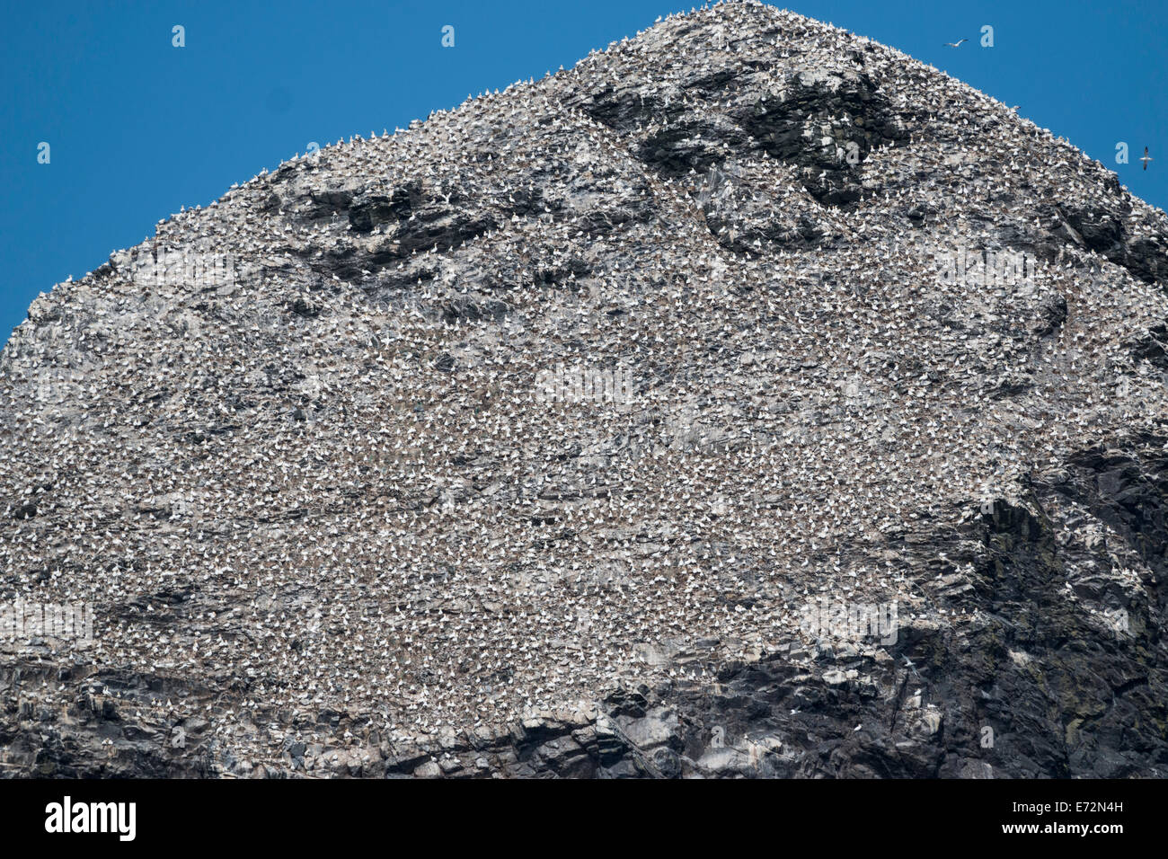 Summit of Stac Lee and gannet colony, St Kilda Stock Photo