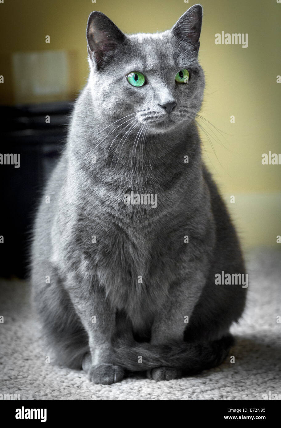 Portrait of a Russian Blue cat with teal green eyes, posing indoors with its tail wrapped around its legs. Stock Photo