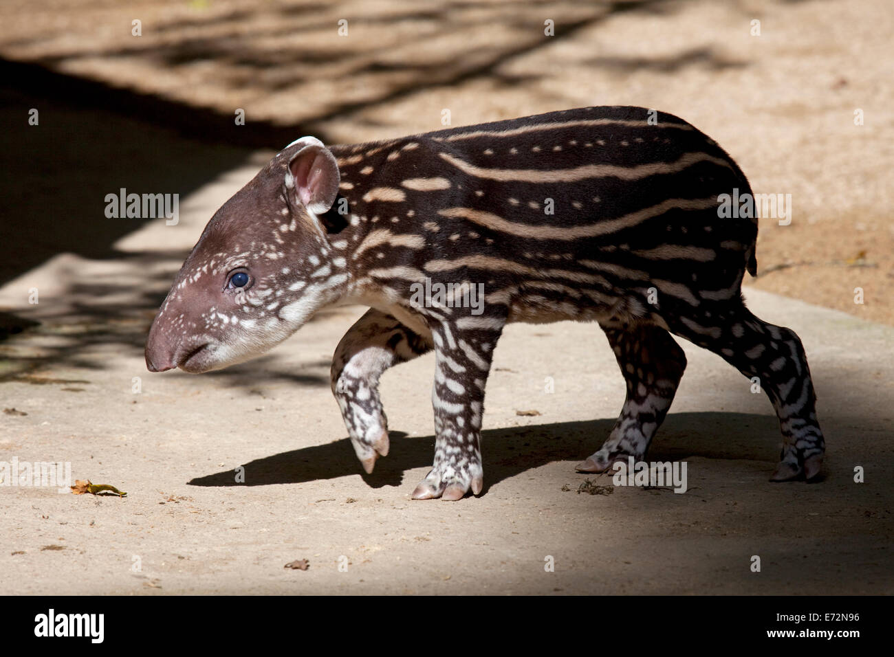 Tapir baby hi-res stock photography and images - Alamy