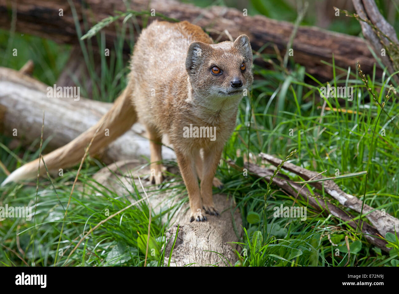 mongoose in captive wildlife park Stock Photo