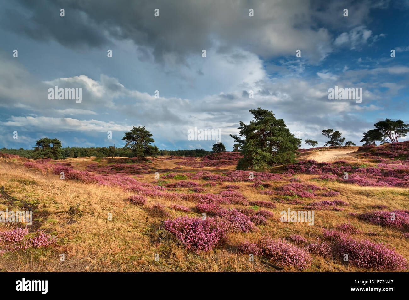meadows with pink flowering heather in summer Stock Photo