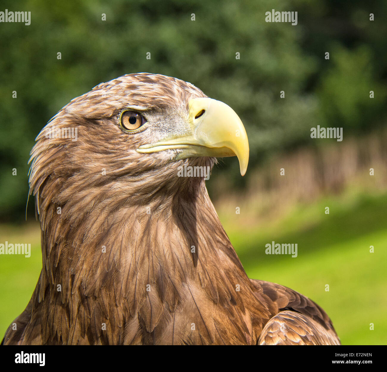 White Tailed Sea Eagle Stock Photo - Alamy