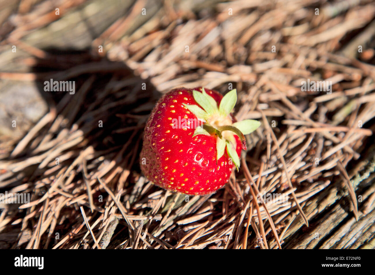 Fresh strawberries on pine needle background Stock Photo