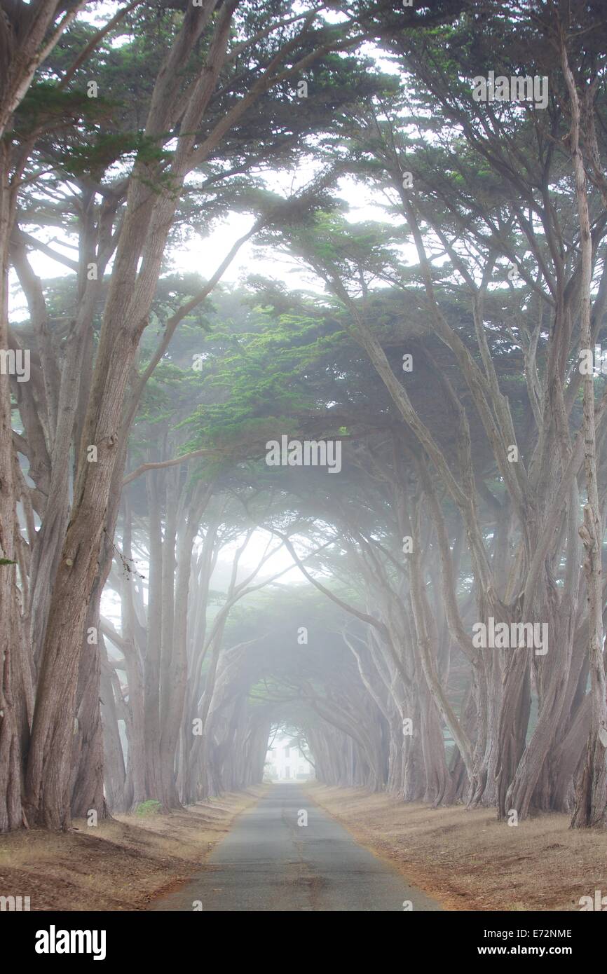 Misty, mysterious cypress tree tunnel in Point Reyes, California Stock Photo