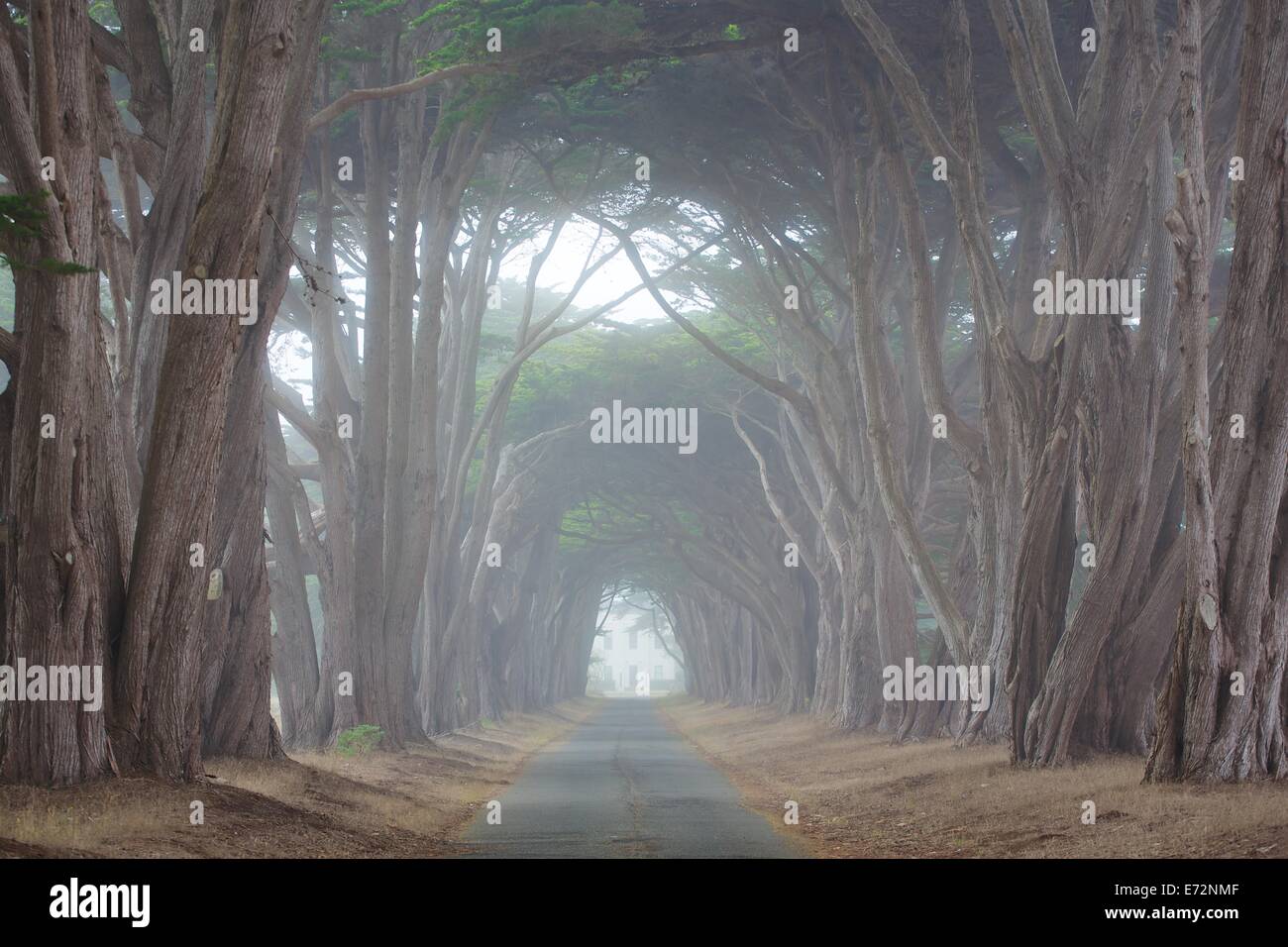 Misty, mysterious cypress tree tunnel in Point Reyes, California Stock Photo