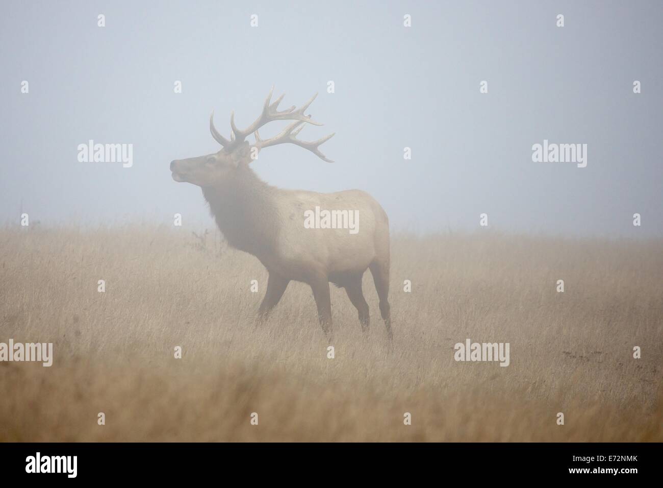 Tule elk in fog in Point Reyes National Seashore, Marin County, California Stock Photo