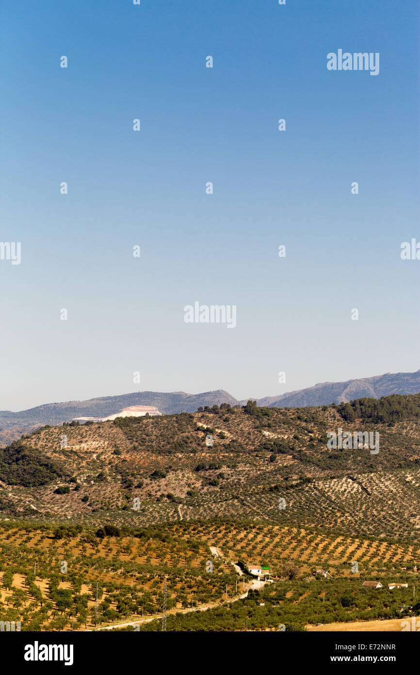 Olive grove near Alozaina, Andalusia, Spain. Stock Photo