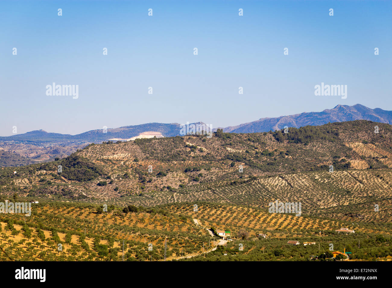 Olive grove near Alozaina, Andalusia, Spain. Stock Photo