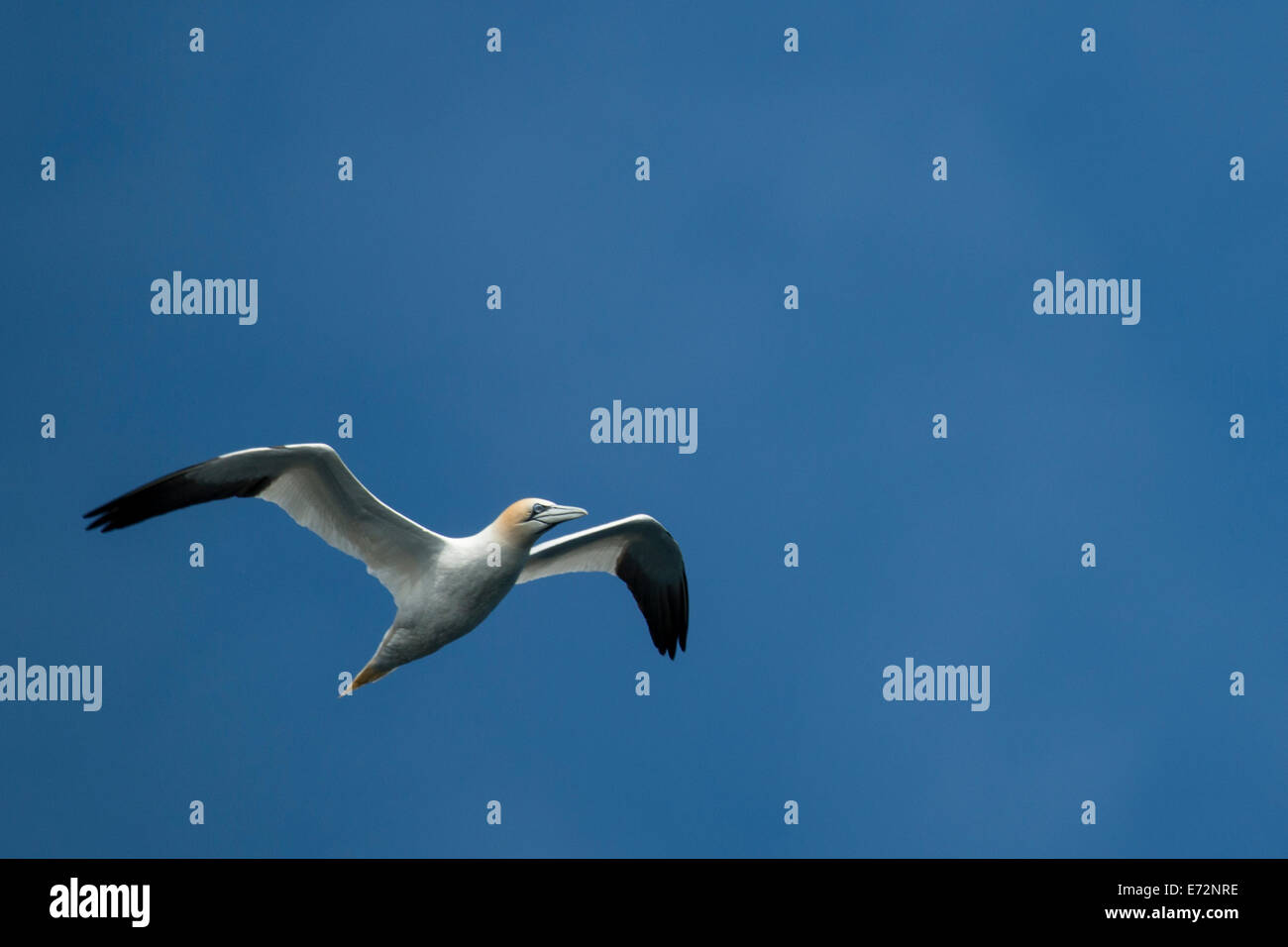 Gannet in flight Stock Photo