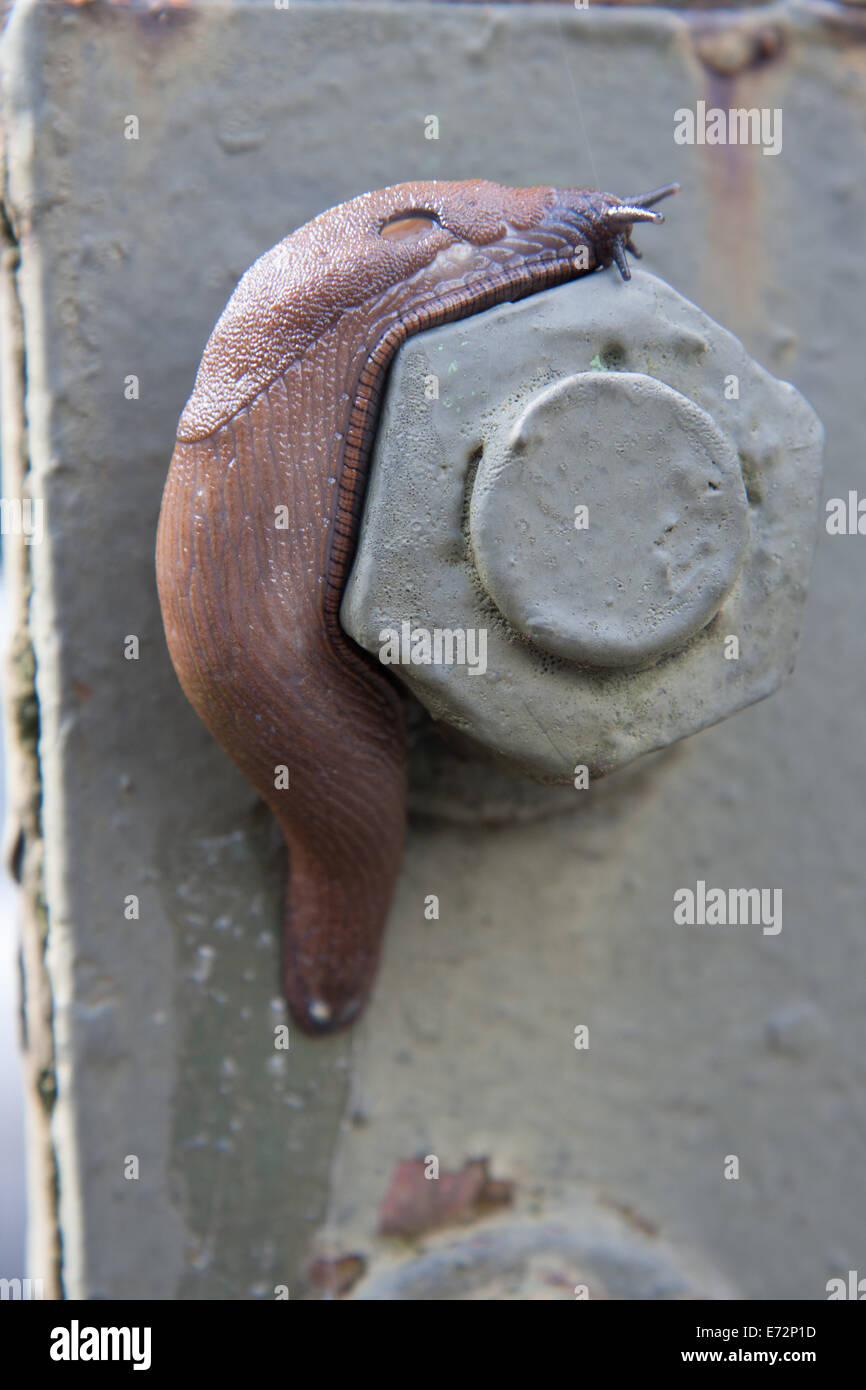 limacidae crawling on iron bolt Stock Photo
