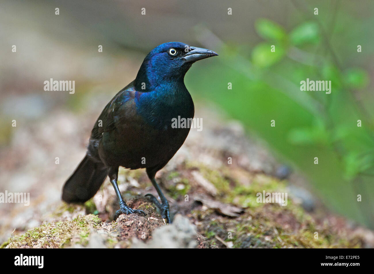 Common grackle in spring Stock Photo